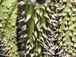 Image result for Kotschya speciosa