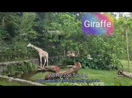 Zoo taiping) is a zoological park located at bukit larut, taiping, perak, malaysia. Zoo Taiping Visit To Zoo Taiping And Night Safari Youtube