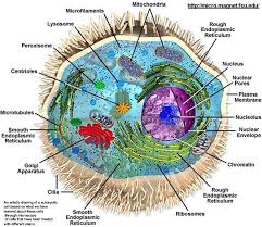 Animal cell that has no nucleus when fully developed. Online Homeschooling Programs Home School Programs Homeschooling
