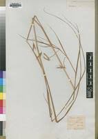 Image result for Hyparrhenia poecilotricha