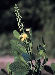 Image result for Crotalaria rhodesiae
