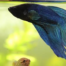 My oc its on isekai world ! Petland Dunwoody Georgia Betta Fish Sale Large Selection