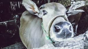 Jual sapi/lembu induk anak anaknya betina keadaan lembu seperti yg di foto ya lembu angon ya. Jauh Sasaran Sapi Bantuan Icw