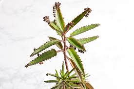 The leaves grow up to 20 cm long and 3 cm wide. How To Care For Mother Of Thousands Or Millions 6 Steps With Pictures Instructables
