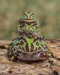 Frogs 3 Tier Frog Toad Cute Frogs