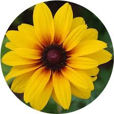 The blooms are 2 to 4 inches in diameter. 33 Types Of Yellow Flowers Proflowers Blog