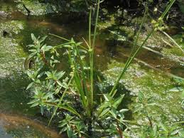 Image result for Bergia capensis
