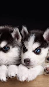 We did not find results for: Husky Puppies Iphone Wallpapers Top Free Husky Puppies Iphone Backgrounds Wallpaperaccess