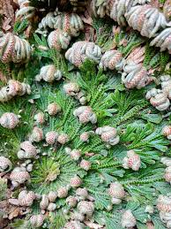 Image result for Selaginella afrorum
