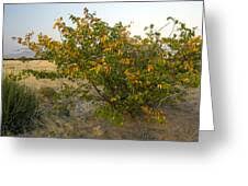 Image result for Colophospermum