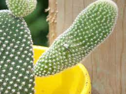 The Effect Of A Mealybug On A Cactus Cactus Cactus Plants Succulents