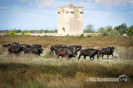 Camargue Bulls En Savoir Plus Sur L Univers Camargue Http Www Chevalcamargue Fr Camargue Petite Camargue Taureau