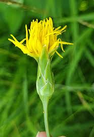 Image result for Pseudopodospermum hispanicum