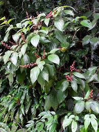 Image result for Cincinnobotrys