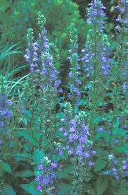 Image result for Lobelia pteropoda