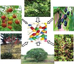 Image result for Casearia battiscombei