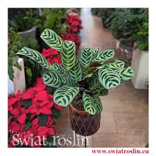 Image result for Ktenante Ctenanthe