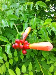 Image result for Bignoniaceae