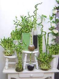 Las plantas de interior son un buen recurso para decorar y para renovar el aire del ambiente. Cultivo De Bambu Para Interiores Plantas De Bambu Decoracion Plantas Plantas Para Decorar