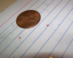 Check spelling or type a new query. Uberfacts On Twitter Those Small Red Bugs That Are Often Found On Concrete And Bricks During The Early Spring Are Called Clover Mites