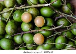 Image result for Melicoccus