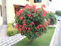 Image result for Mussaenda