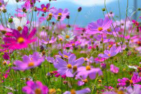 The Beautiful Cosmos Flower Fields In Taichung County Taiwan Cosmos Flowers Flower Field Flowers