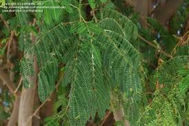 Image result for Albizia brevifolia