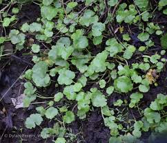 Image result for Hydrocotyle ranunculoides