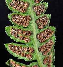 Image result for Dryopteris