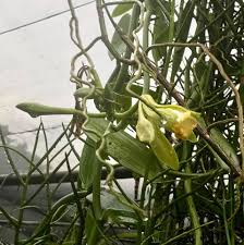 Image result for Vanilla roscheri