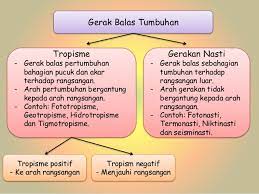 Gerak balas terhadap rangsangan organ deria kepentingan gerak balas tabiat mengganggu gerak balas. 1 9 Gerak Balas Dalam Tumbuhan
