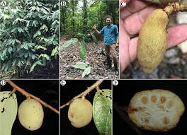 Image result for Malvaceae: Byttnerioideae, Helicteroideae