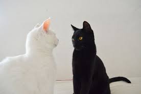 shop subscribe to organic and all natural products now at animals cats white cats