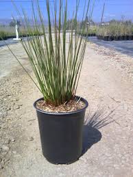Image result for Juncus effusus