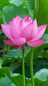 Oneplus 5 Wallpaper With Lotus Flower Background Hd Wallpapers Wallpapers Download High Resolution Wallpapers Lotus Flower Pictures Lotus Flower Wallpaper Flower Pictures