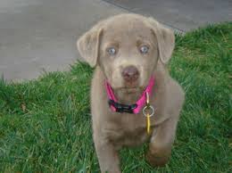 We offer a dog able to hunt, run obedience, agility and rally trials; Akc Silver Labrador Pups Southern California Akc Silver Lab Puppies Los Angeles California