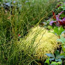 Image result for Juncus punctorius