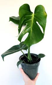 Split Leaf Philodendron Monstera Deliciosa 17 Tall In A 6 Pot Plants Philodendron Monstera Monstera Deliciosa