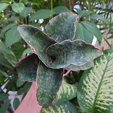 Image result for Sansevieria dawei