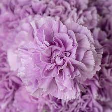 Sold in bunches and in bulk for diy weddings. Lavender Light Purple Carnation Flowers Bulk Flowers Fiftyflowers