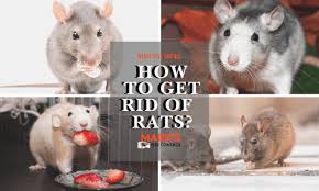 Where do rats live in the garden? How To Get Rid Of Rats Easy Way To Remove Rats From Home Garden