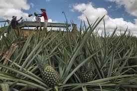 Se los traen en camiones de ganado todos los días y les pagan 5 mil colones la jornada. Por Que La Produccion De Pina En Costa Rica Es Un Sector Esencial Para La Economia Canapep