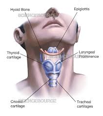 Image result for Hyoid Bone