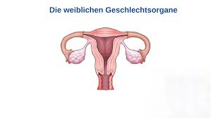 3 geschlechtsorgane der frau (organa genitalia feminina) 3.1 äußere geschlechtsorgane. Weibliches Geschlechtsorgan By Liana Elsner