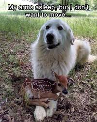 Funny Animal Pictures Of The Day 25 Pics With Images Funny Animal Pictures Funny Animals Cute Animals