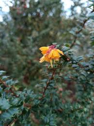 Image result for Berberis darwinii