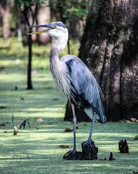 Great Blue Heron Louisiana Bayou Blue Heron Heron Bird