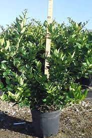 Wax Leaf Ligustrum Cherrylake Shrubs Types Of Soil Plants