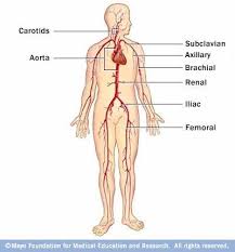 Large Arteries Hair Loss Natural Remedy Arteries Cardiovascular System